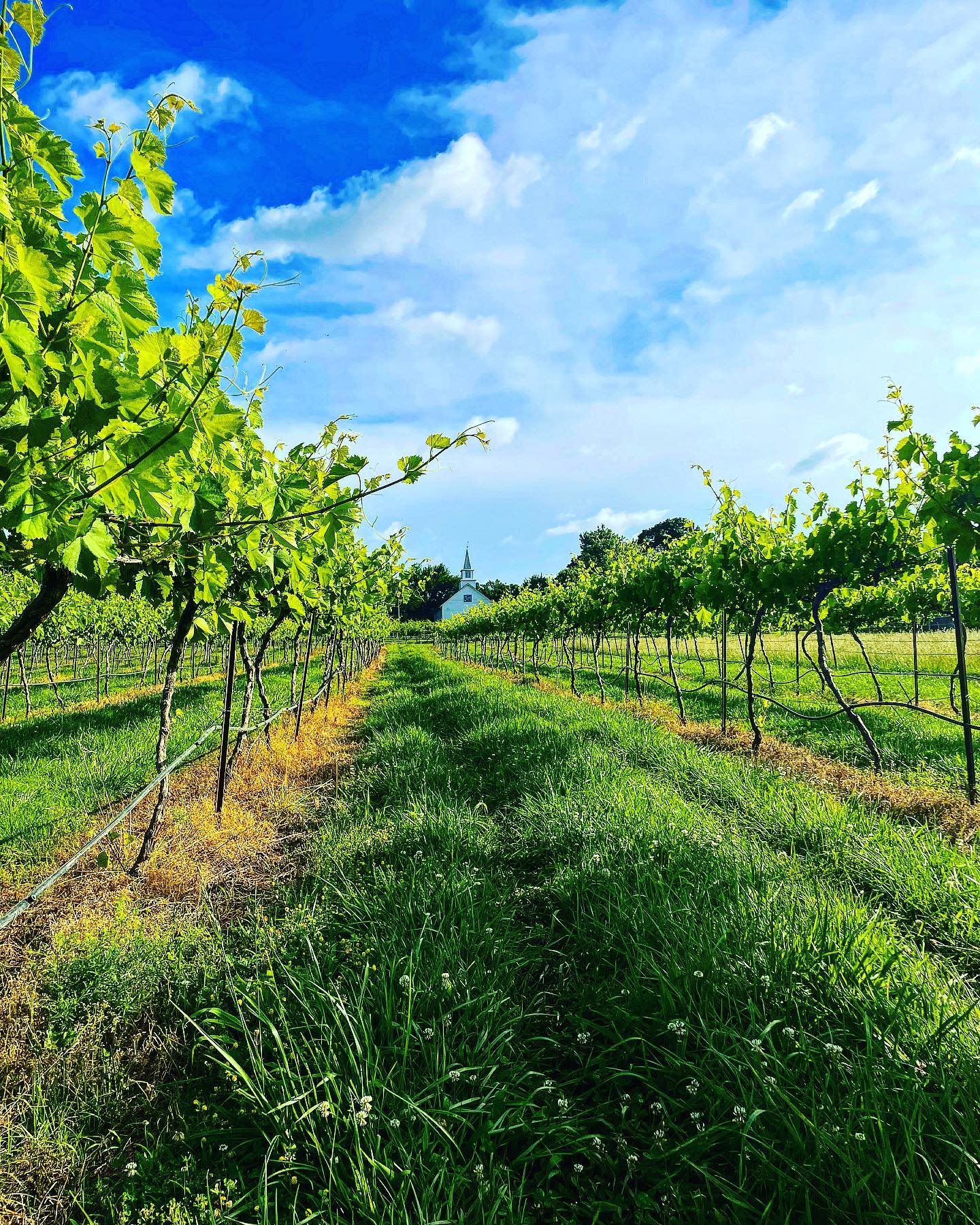 Pennington Wines MO Wines